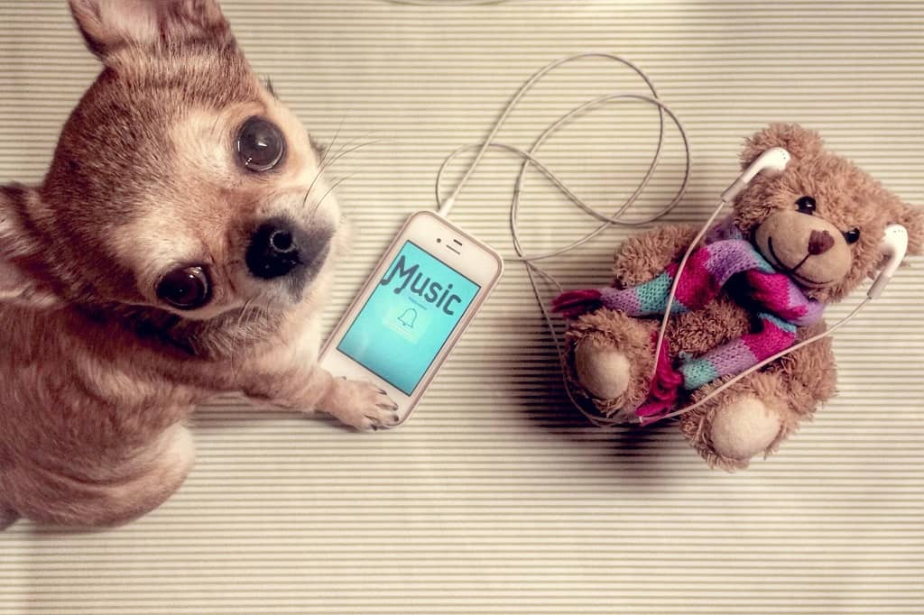 Dog standing on a phone with a bear doll wearing earplugs