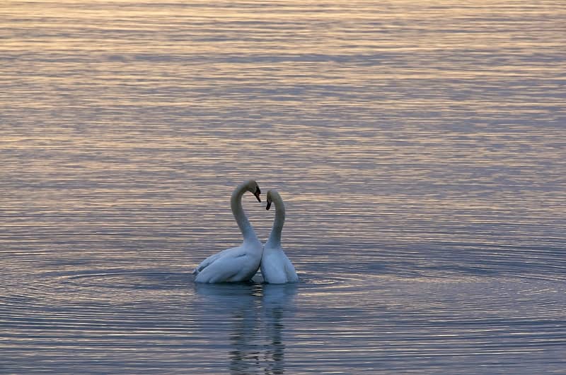 Swan couple on water